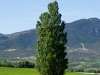 Soledad