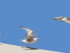 Gaviotas a volar
