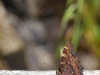 Proximidad