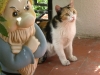 Solicitud