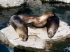 Siesta