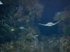 Volar