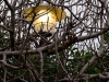 Ramas de luz