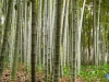 Bambú