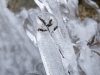 Hielo I