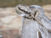 Hielo II