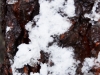 Nieve sobre pino