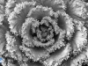 Repollo ornamental
