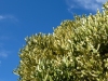 Árboles peculiares