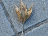La pata hoja